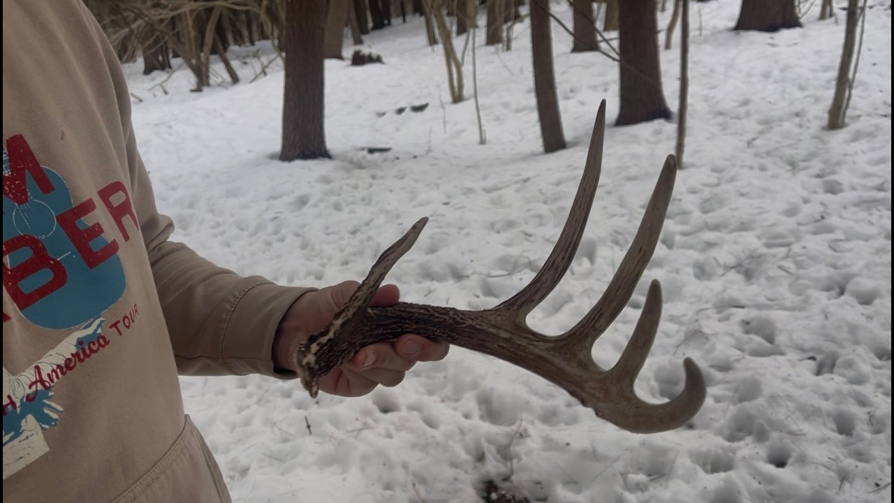 Shed hunting 2026 part 1 | Big fresh drops!