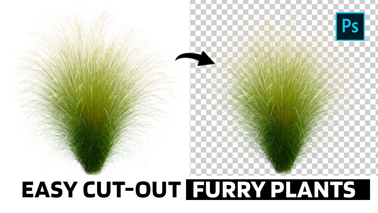 How to Cut Out Furry Plants in Photoshop (Feather Grass & More) 2025