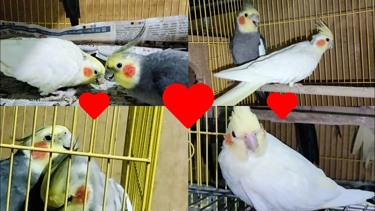 A Few Moments With Beautiful Cockatiel  🕊️🕊️❤️❤️ ll #cockatiel #birds