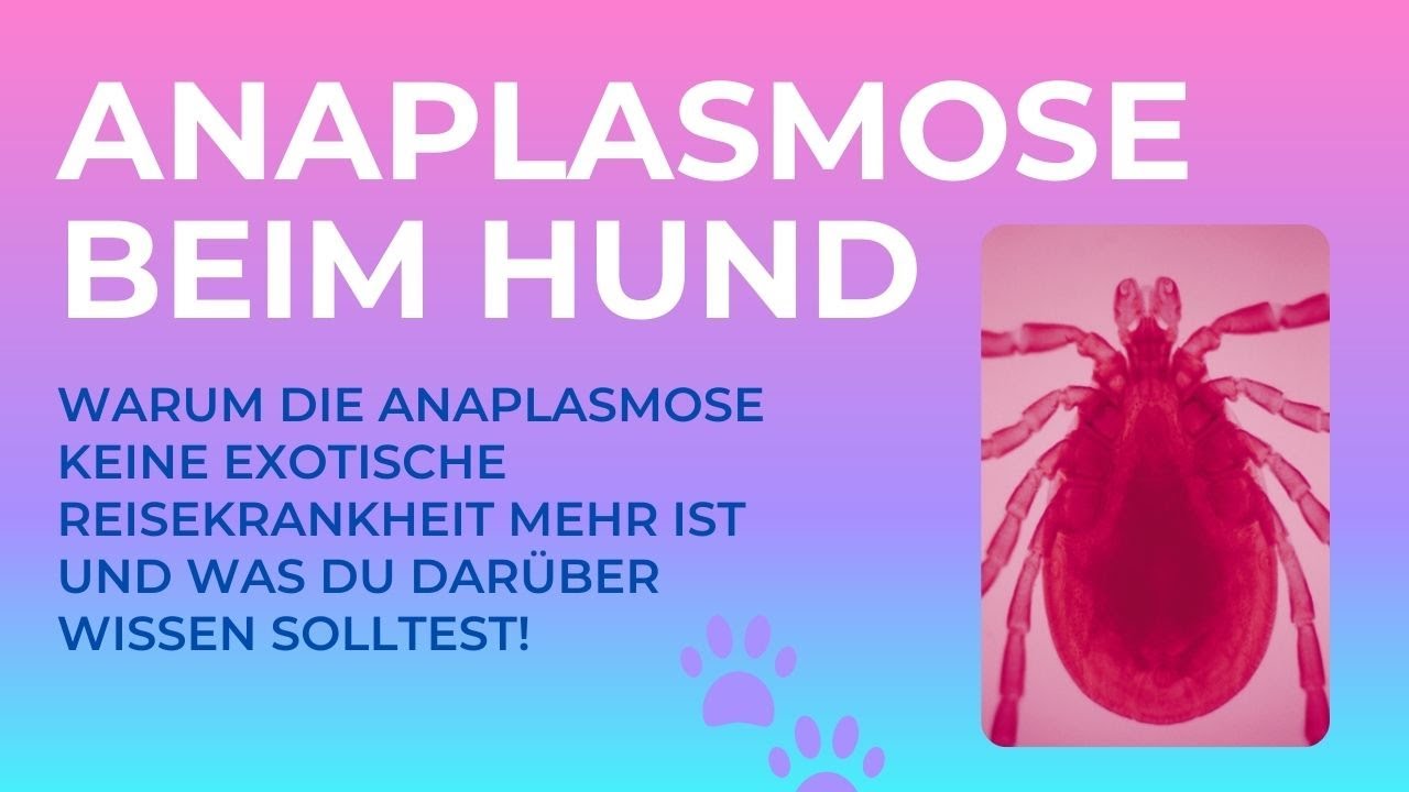 Anaplasmose beim Hund - Leider keine Seltenheit mehr in Deutschland! Was solltest du darüber wissen?