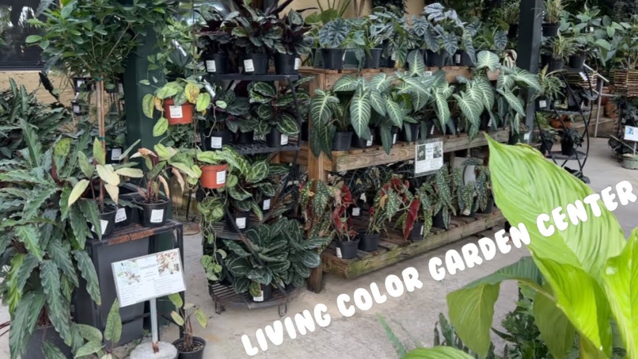 🌿🛒more FLORIDA plant shopping! Rare houseplants @ Living Color Garden Center