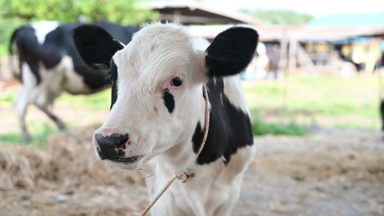 Davenki Pi Wiart | La Vache et la Cicatrice #dermatosenodulaire #2025