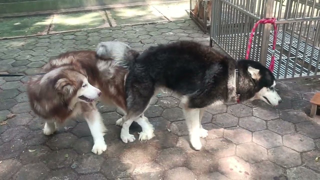 Huge wolf mating
