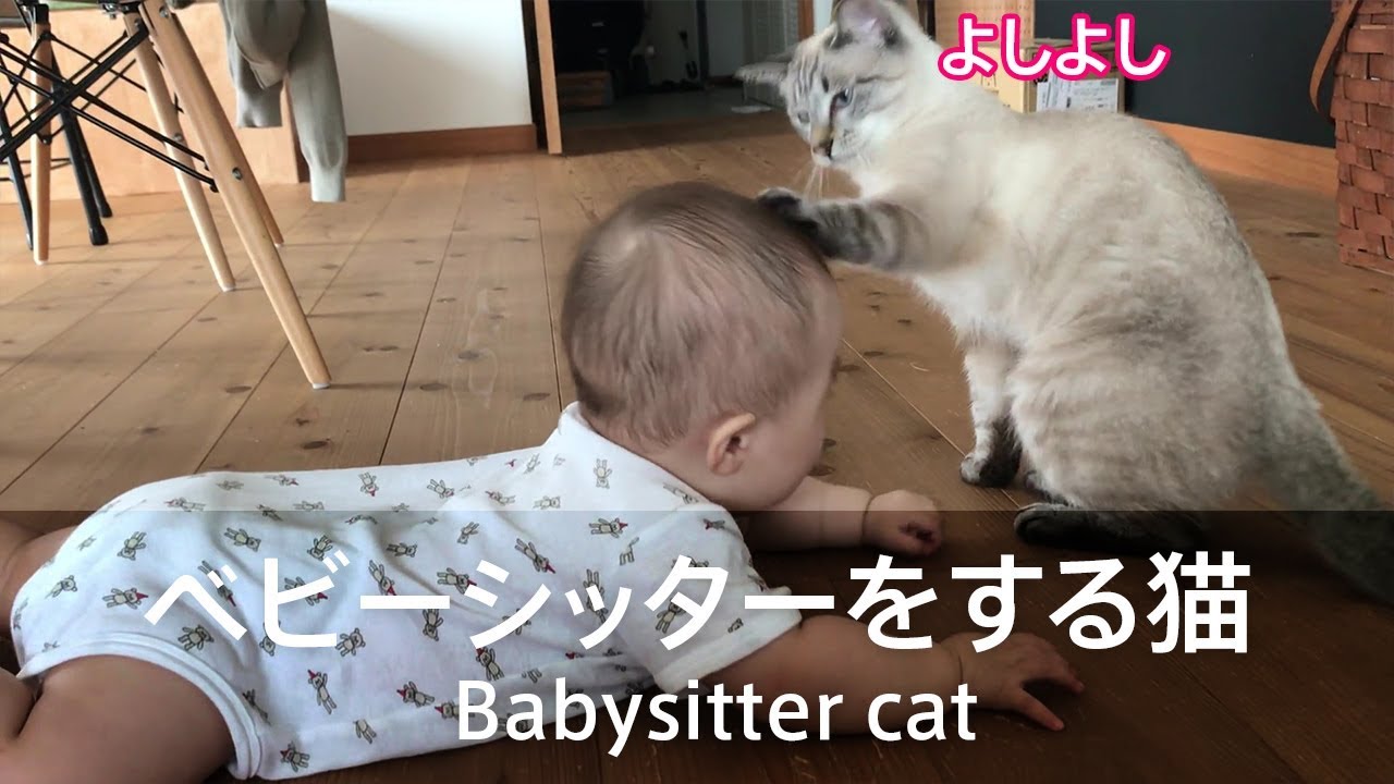 ベビーシッターをする猫【ほのぼの系】babysitter cat