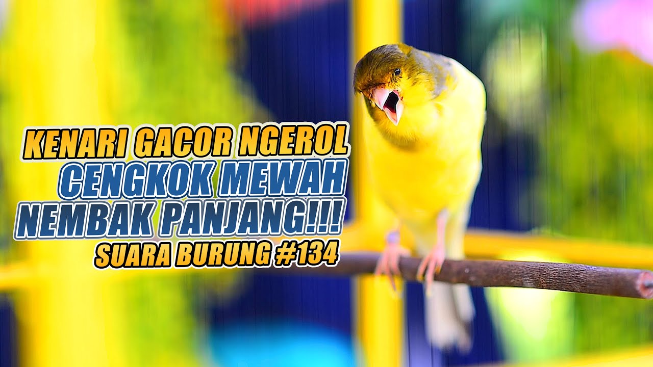SUARA BURUNG |134| Kenari GACOR PANJANG INI Cocok untuk Masteran KENARI PAUD dan Kenari Macet BUNYI