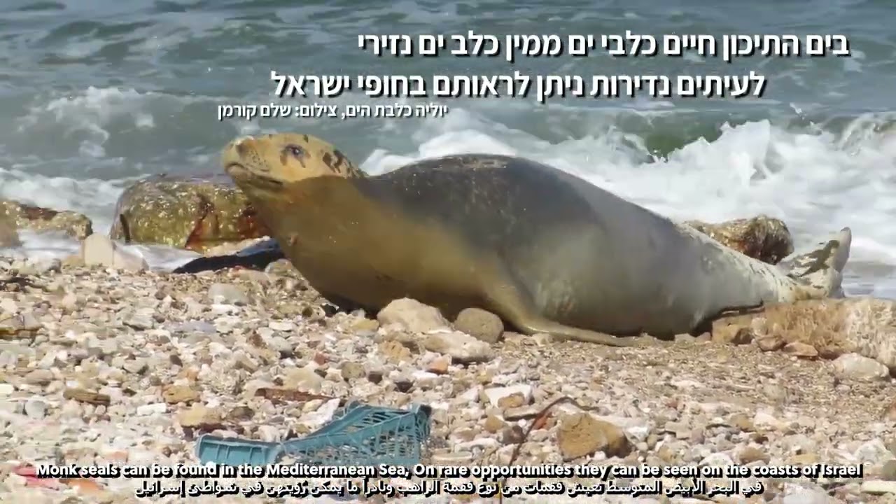 סרטון על יונקים ימיים בתצוגת הלווייתן