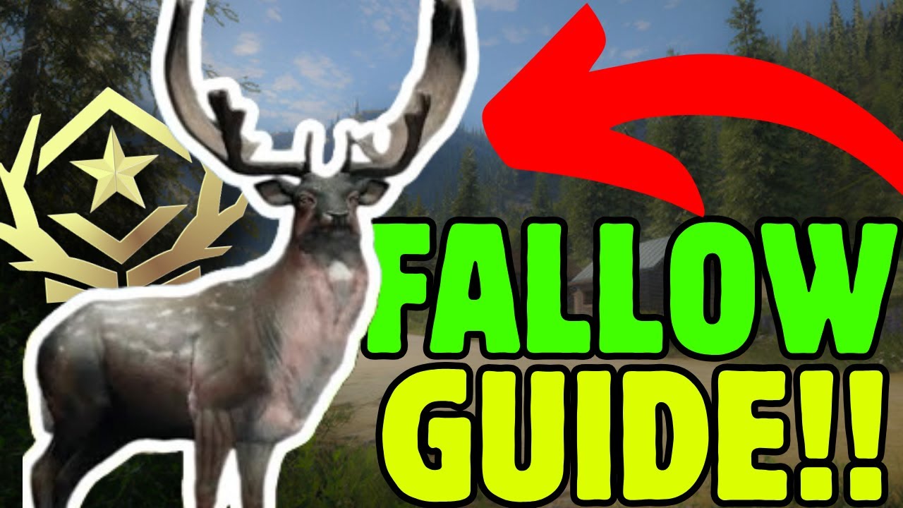 EASY HERD-MANAGED FALLOW DEER GREAT ONE GUIDE!! - Call of the Wild