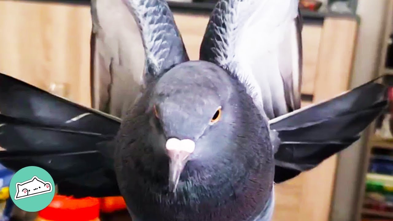 Girl Teaches Her Rescue Pigeon How to Fly | Cuddle Birds