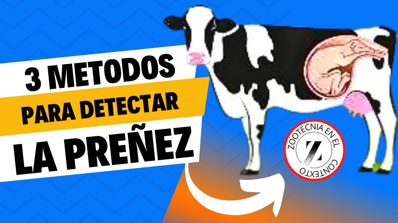 📢3 MÉTODOS PRÁCTICOS PARA SABER LA GESTACIÓN EN SUS VACAS🤩