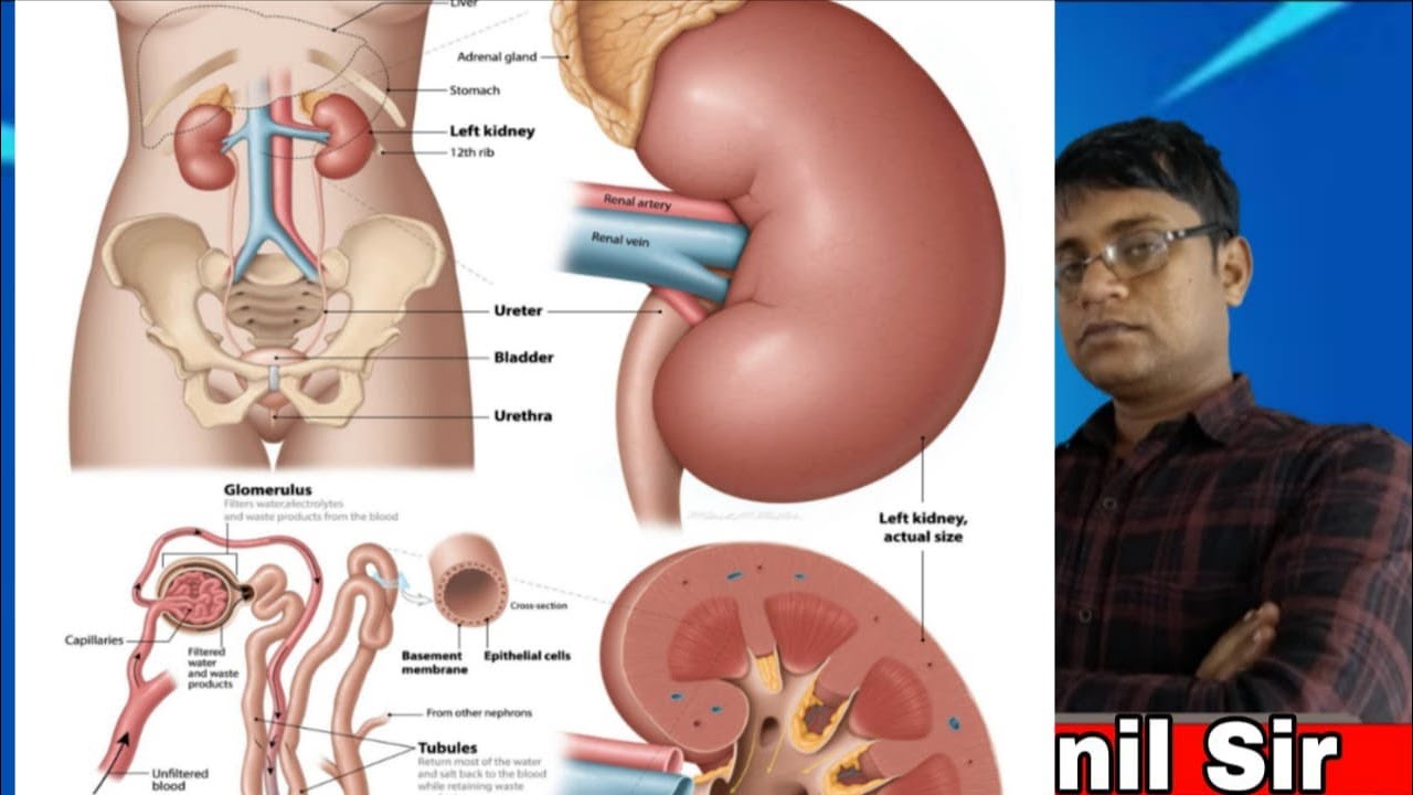 मानव में उत्सर्जन Excretion in humans || kidney वृक्क | Chapter-06 जैव प्रक्रम |  By Sunil sir