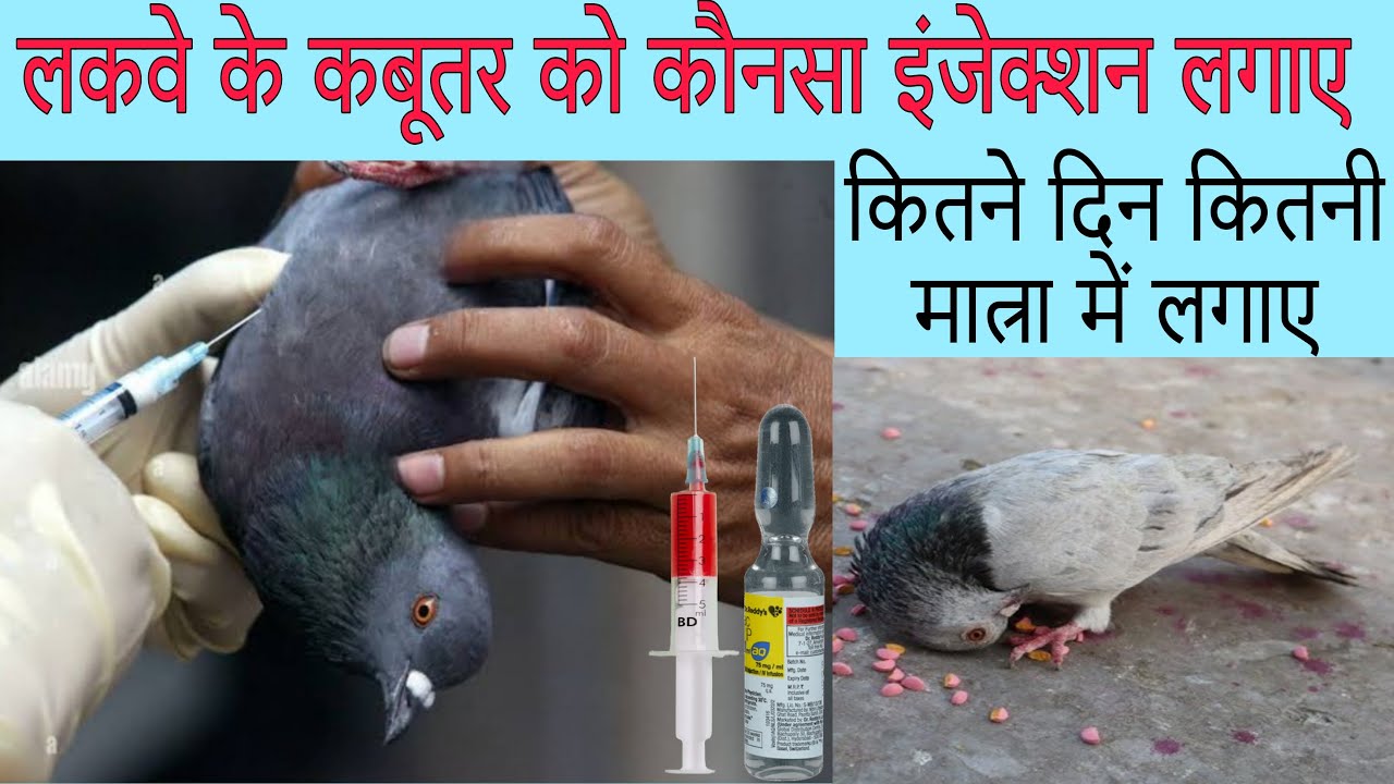 लकवे के कबूतर की बीमारी का इलाज। कबूतर के कौनसा इंजेक्शन लगाए। Kabutar ke injection kese lgaye.