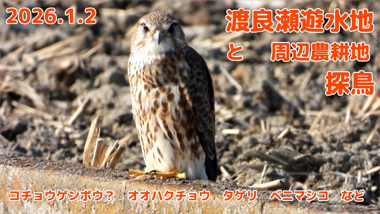 2026年1月2日　 渡良瀬遊水地と周辺農耕地　探鳥　コチョウゲンボウ？　オオハクチョウ　タゲリ　ベニマシコ　など