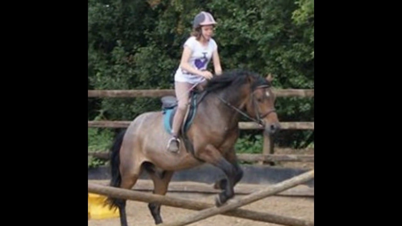 Oreo, Tizzy and Eva Moor Farm Stables