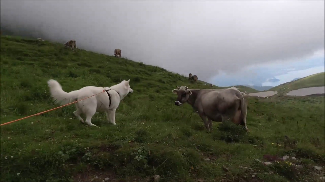 Pastore Svizzero al Monte Guglielmo (BS)
