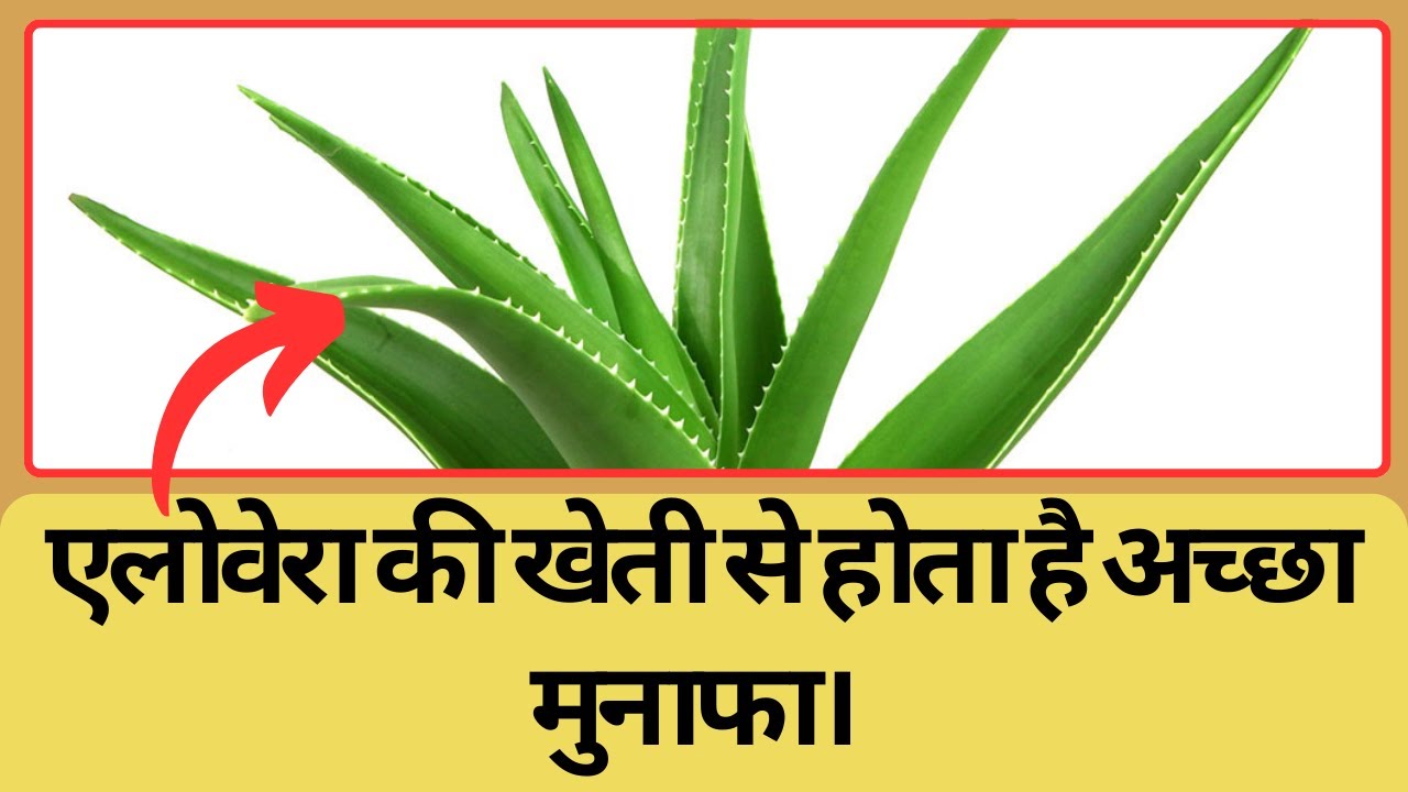 Aloe Vera Contract Farming With Amritanjali Ayurved 9799930900/9799931200