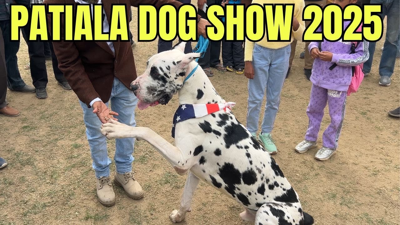 PATIALA DOG SHOW 2025 | BIG DOGS IN THE SHOW-DOGO ARGENTINO, GREAT DANE, FRENCH MASTIFF