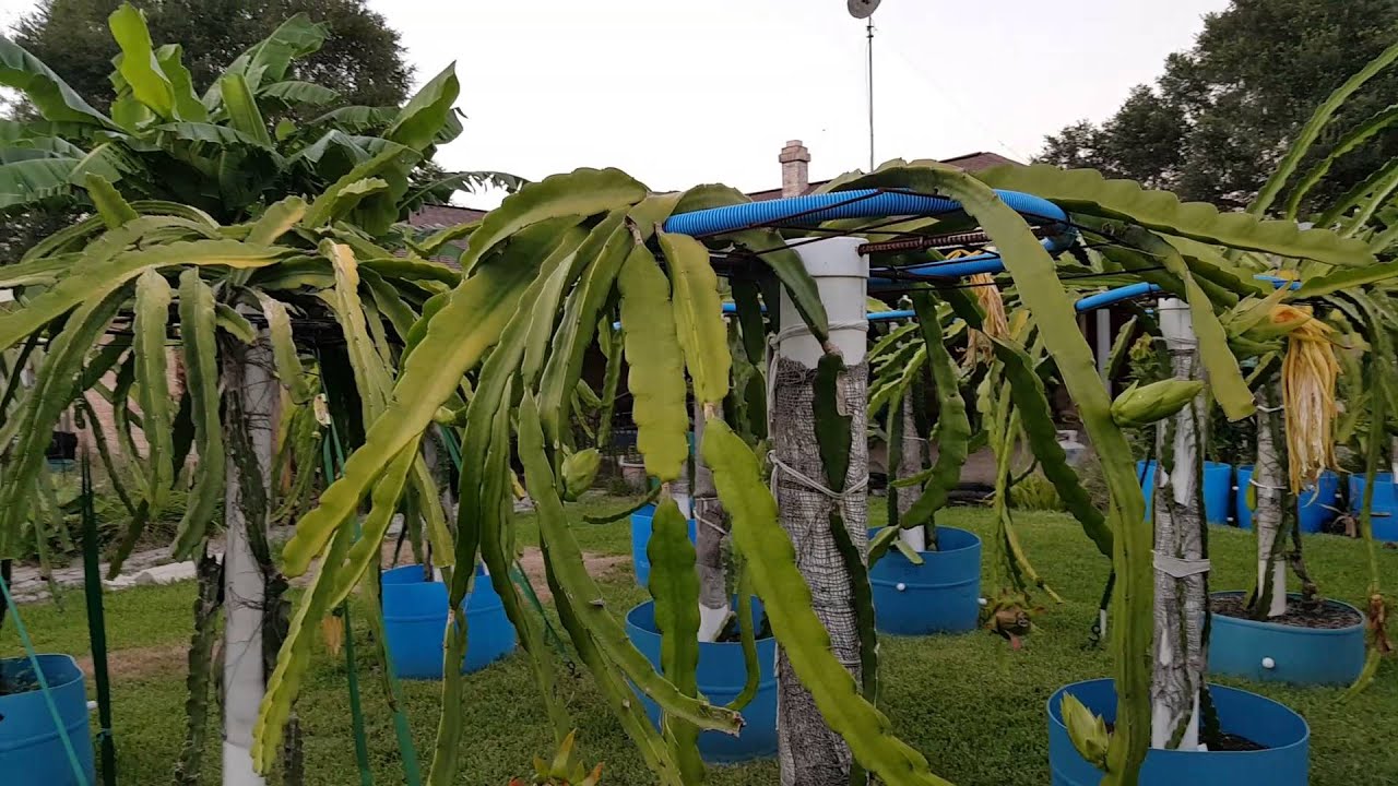 Cosmic Charlie variety Dragon Fruit two minute plant profile