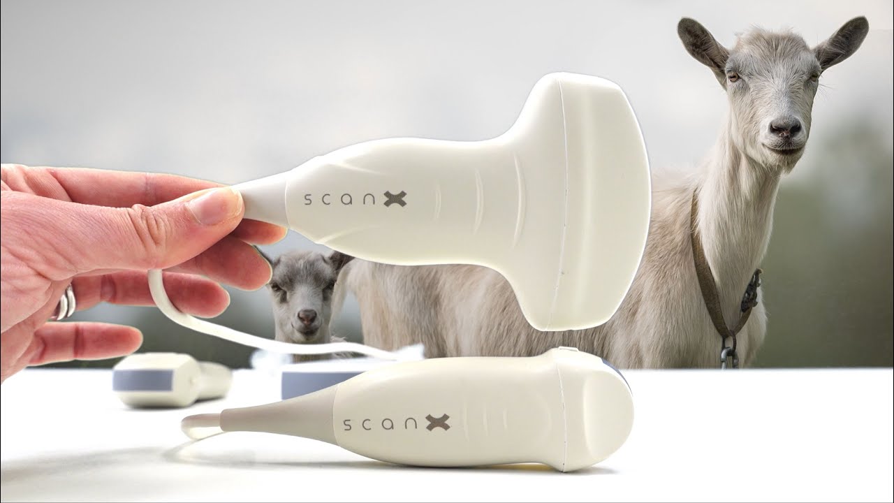 Goat Pregnancy Scanning: How to choose the best probe for the job