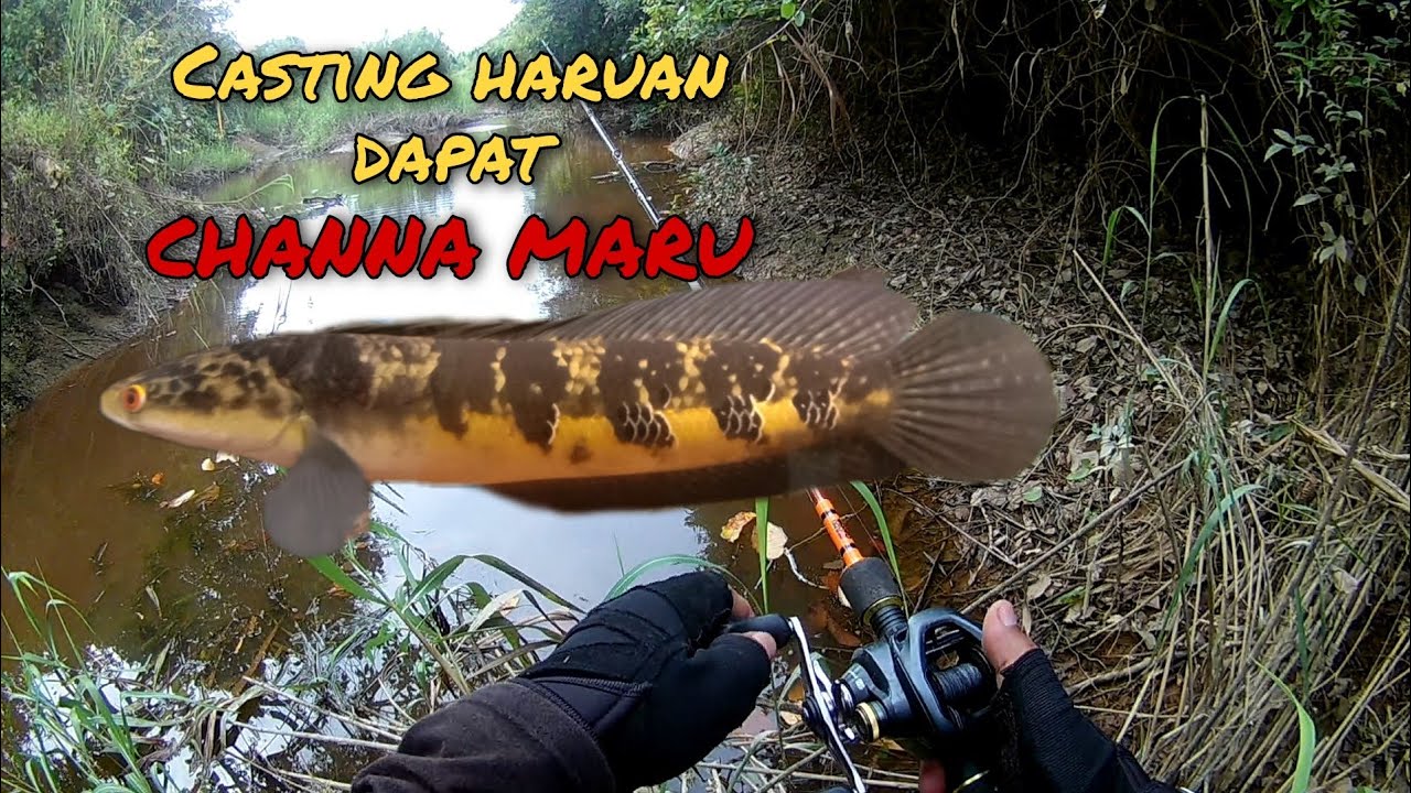 Casting haruan dapat CHANNA MARU#channamaru #kerandang #tomanbunga #videoviral #malaysia