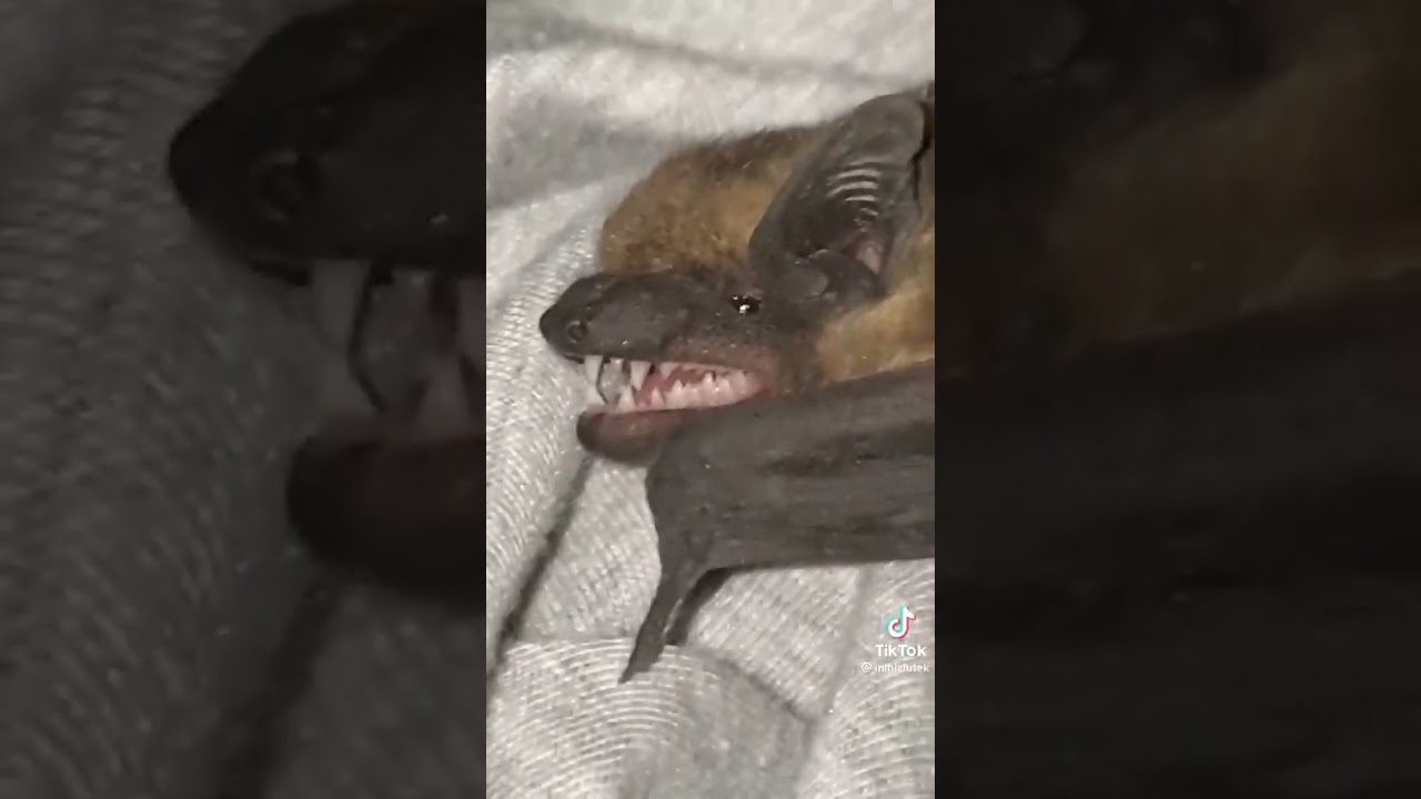 Nietoperz wleciał do domu #shorts #bat #funnyanimals