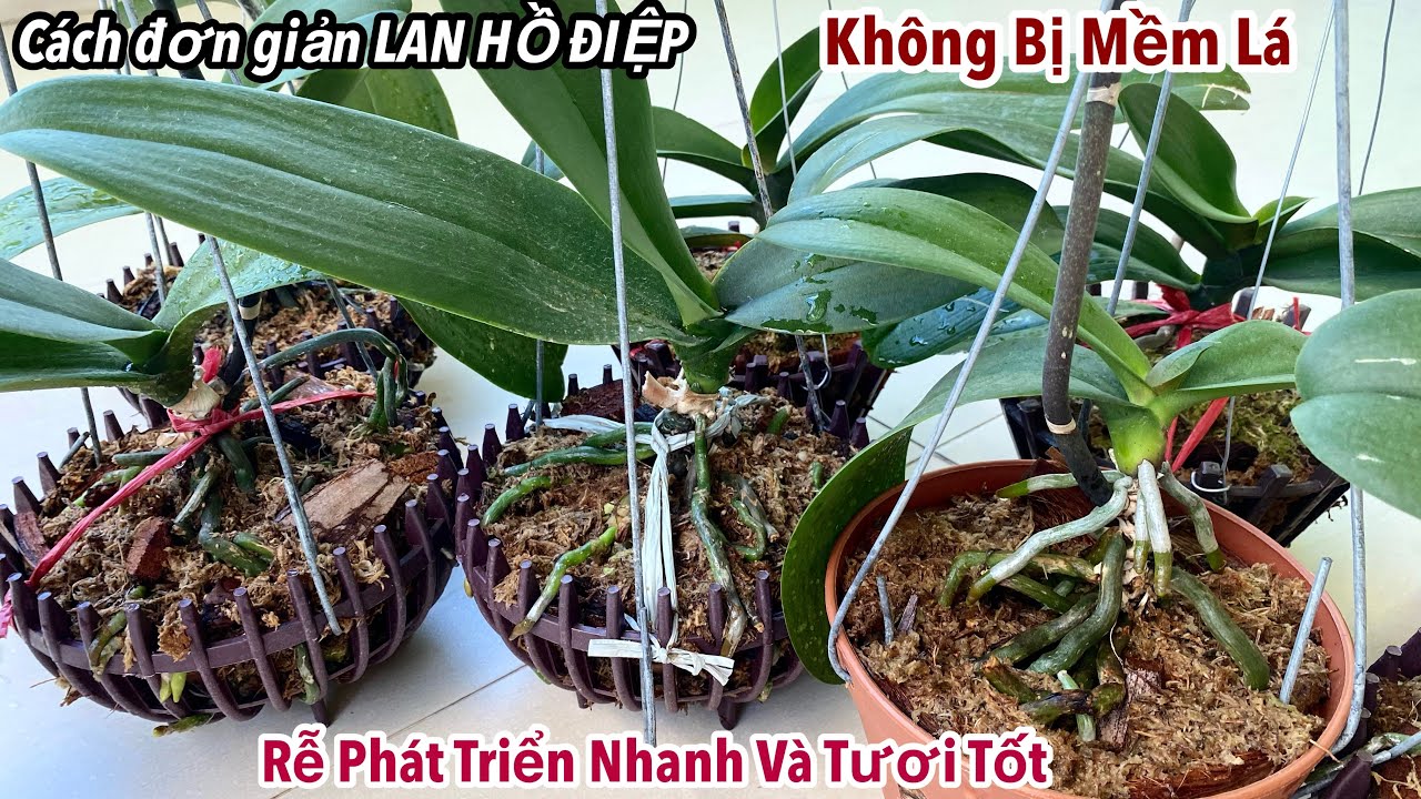 Cách Đơn Giản Để Lan Hồ Điệp Không Bị Mềm Lá | Rễ Phát Triển Nhanh Và Tươi Tốt