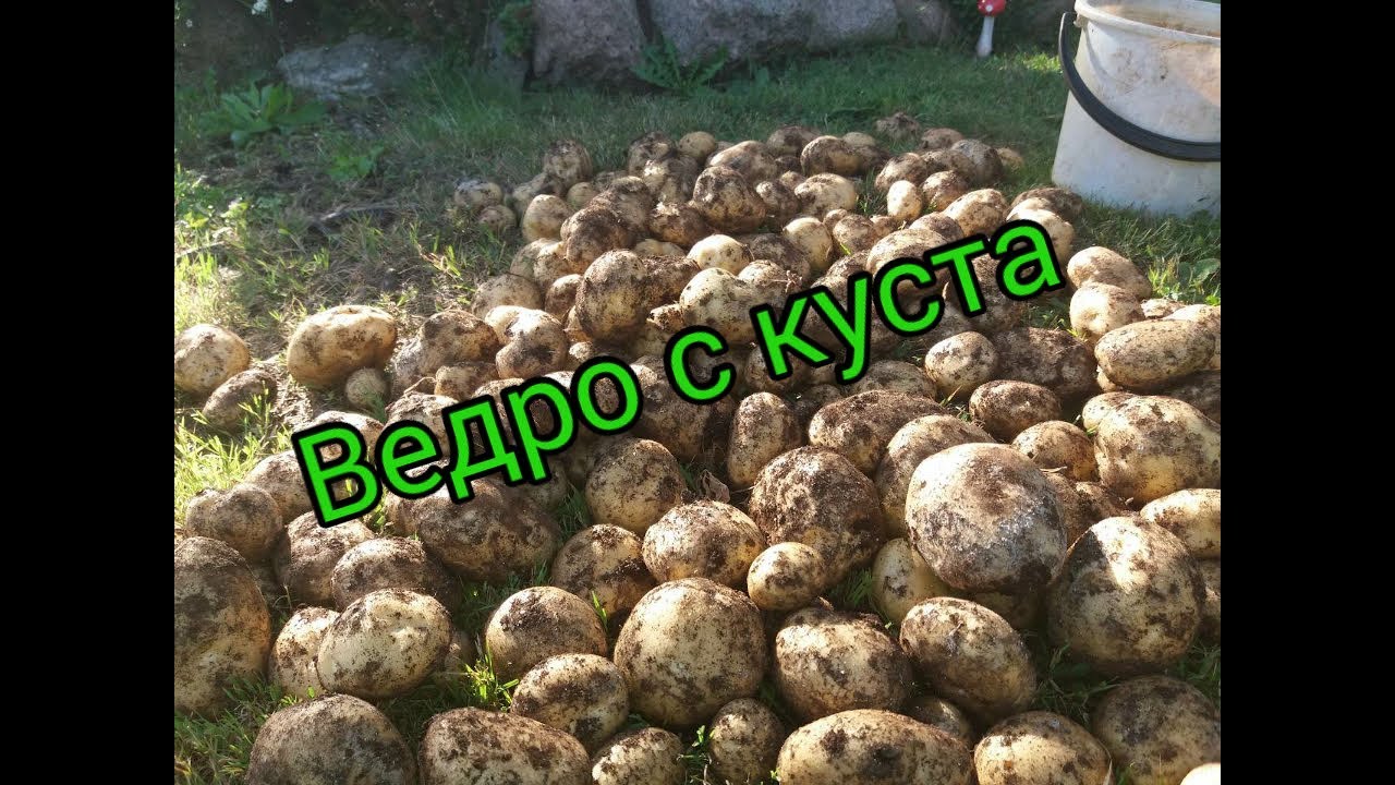 Эксперимент! «Ведро картошки с куста». Только правда!