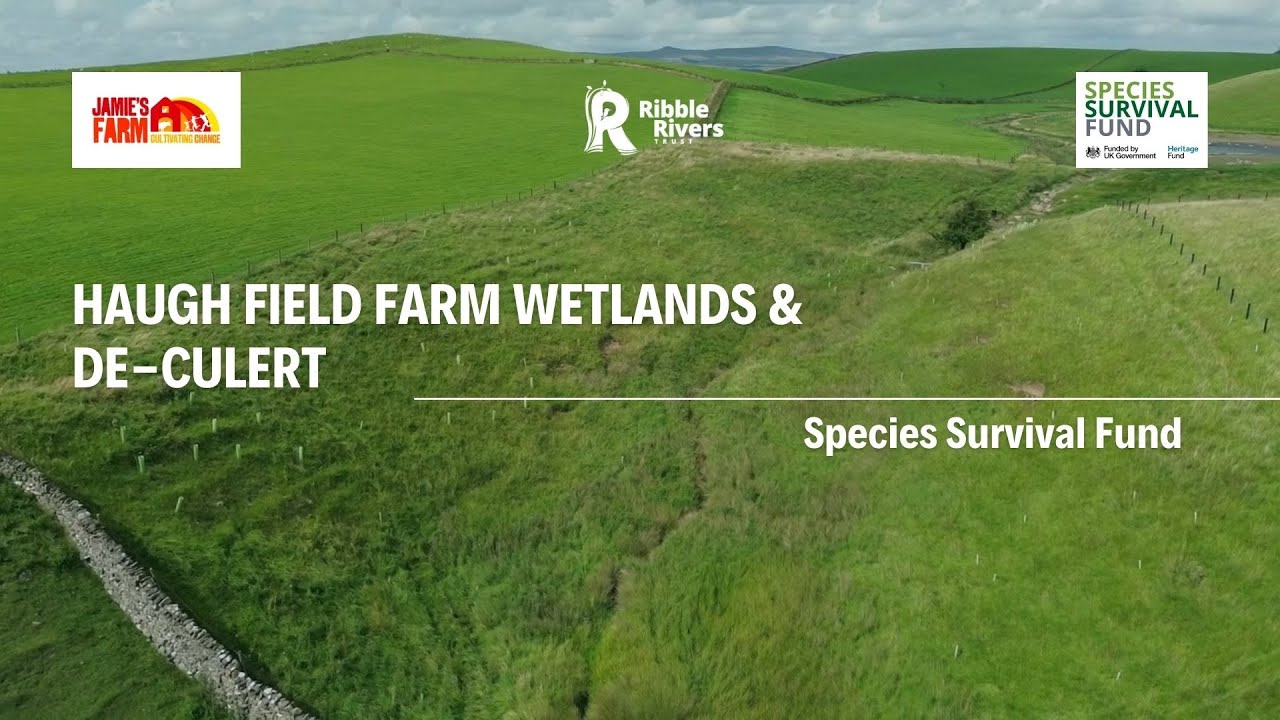 Haugh Field Farm Wetlands & De-culvert