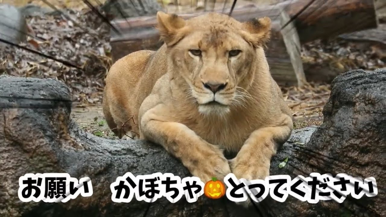 楽しくかぼちゃで遊んでたクレイちゃん🎃あ〜あ😩【とべ動物園ライオン】2025年12月21日