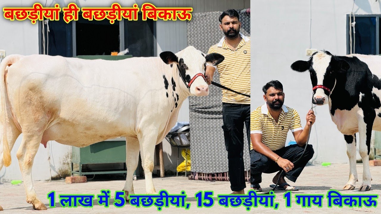 बछड़ीयां ही बछड़ीयां बिकाऊ 15 बछड़ीयां 1 गाय 1 लाख में खरीदो 5 बछड़ीयां। Tanger Dairy Farm, Bathinda