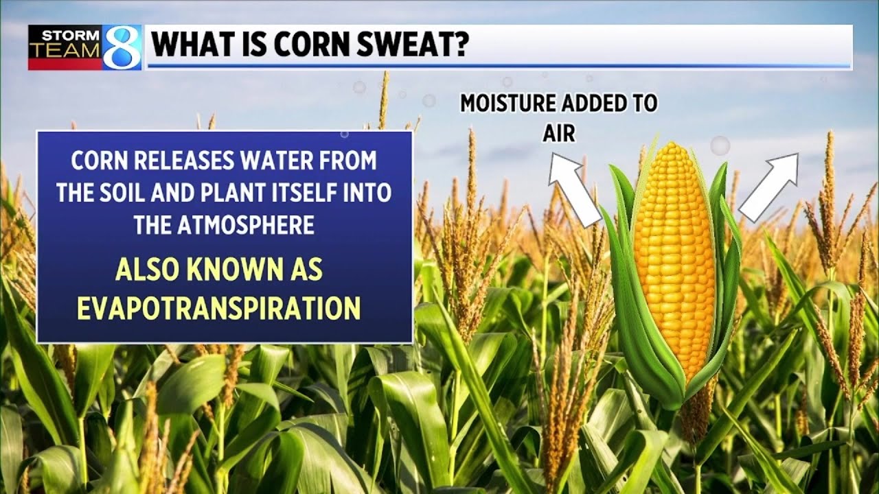 What is corn sweat?