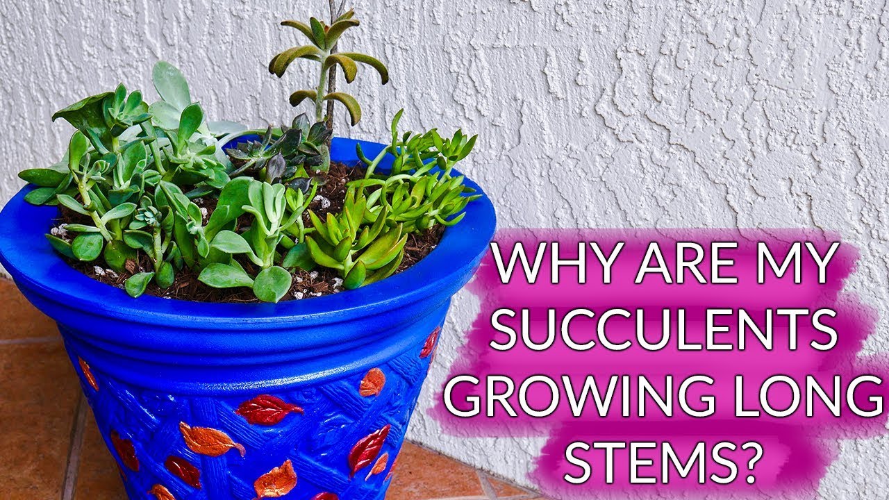 Succulents Growing Long Stems: How To Prune, Propagate & Replant/Joy Us Garden