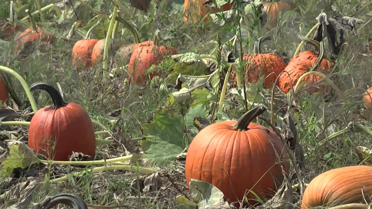 How to Harvest and Store Pumpkins