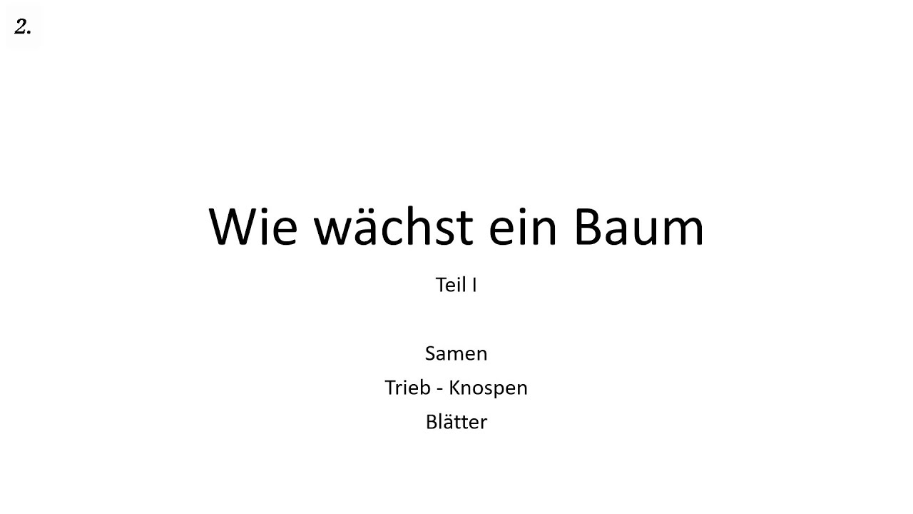 Wie wächst der Baum Teil 1: Samen, Knospen, Blätter