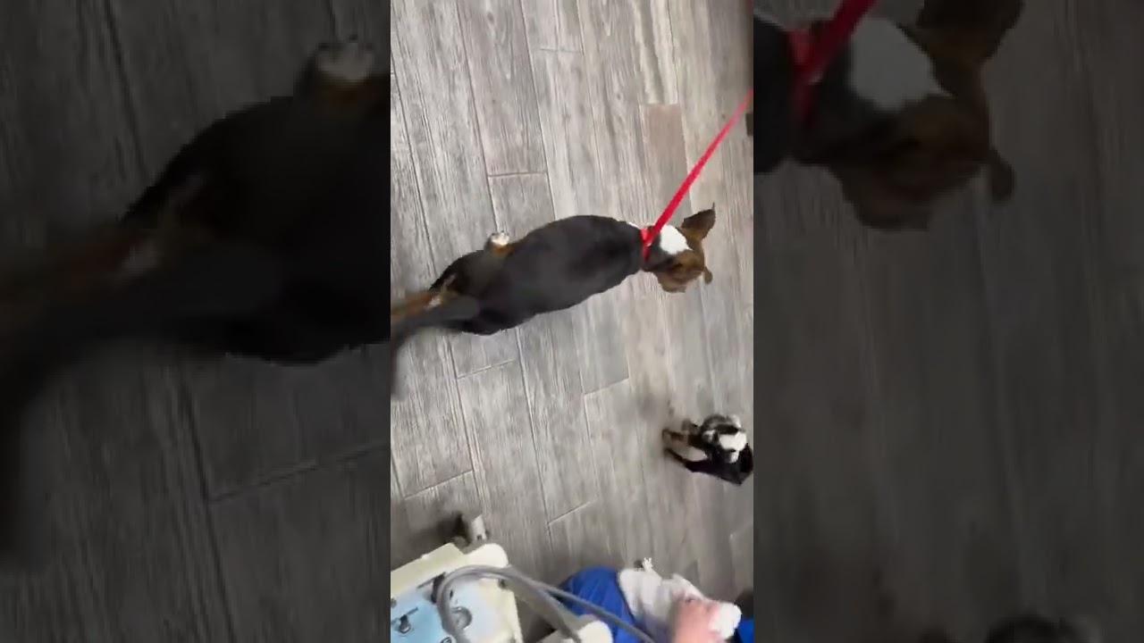 So Horribly Injured That Amputation Would Be His Only Relief