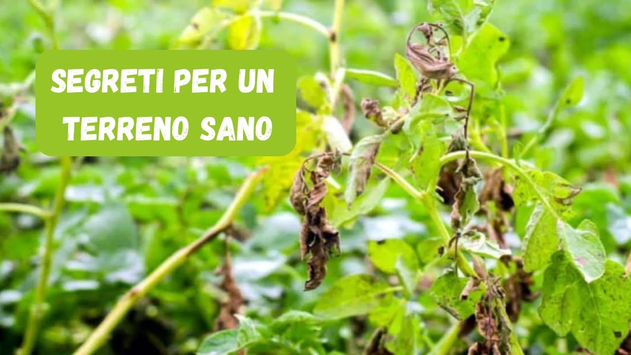 Perché il Tuo Orto Fallisce? (Malattie, Terreno e Erbe Infestanti Spiegate)