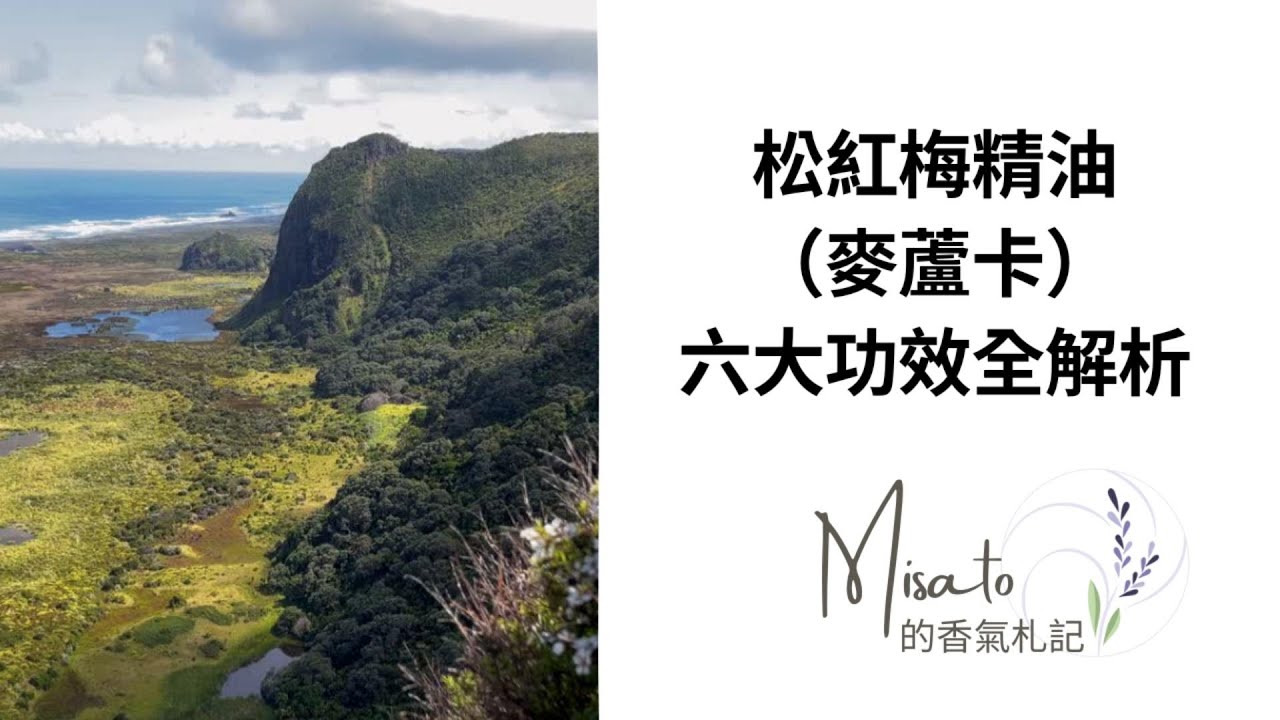 松紅梅（麥盧卡）精油六大功效全解析～不只是精油，連蜂蜜都有很好的調理效果唷！