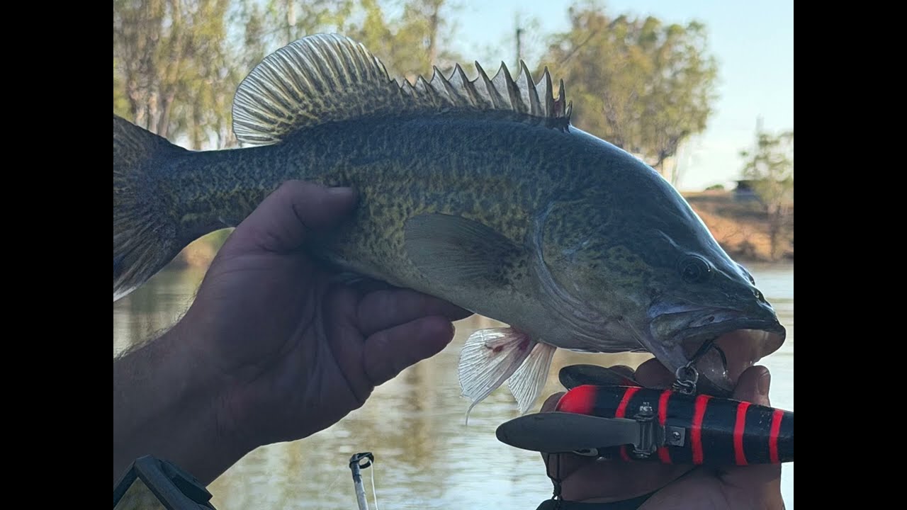 Couple of cod surface fishing in the Murrumbidgee river 