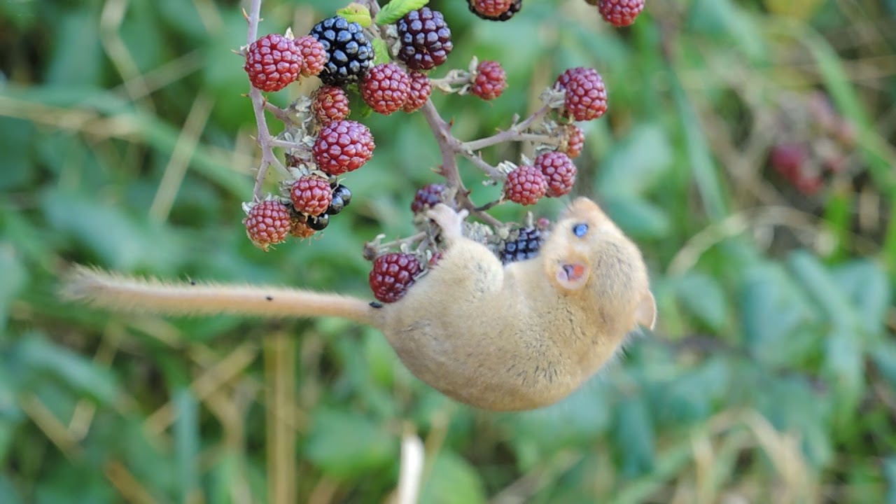 Un Muscardin gourmand...