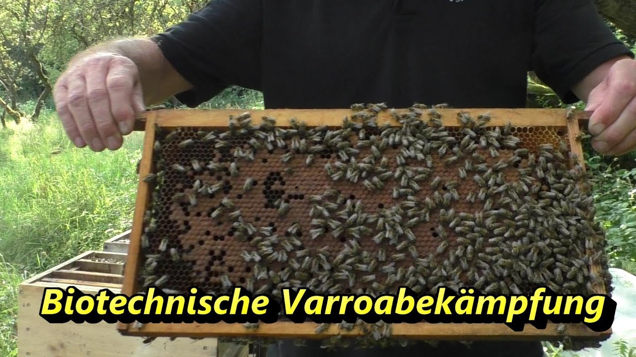 Biotechnische Varroabekämpfung