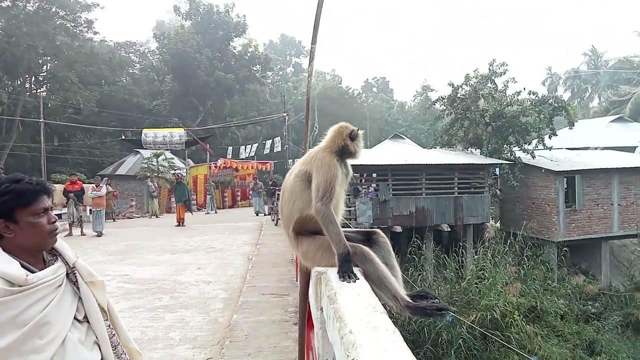 #এলাকায় হনুমানের উপস্থিতি#সে অপরূপ মনোরম দৃশ্য#নগেন্দ্রনাথ হালদার#সাবস্ক্রাইব লাইক শেয়ার করুন#