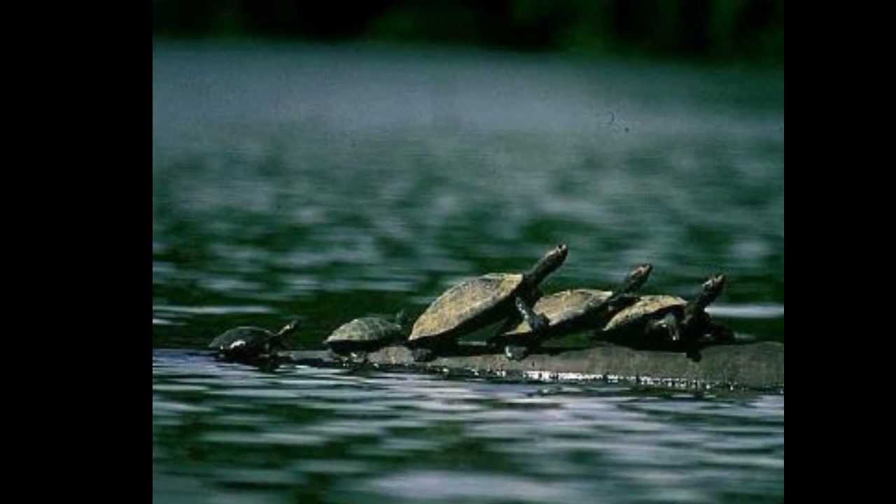 Cariñito Jaime Cuadra