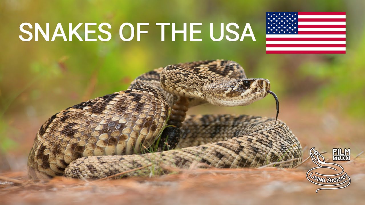 Snakes of the USA, 5 species from forests and marshes, Eastern diamondback rattlesnake, cottonmouth
