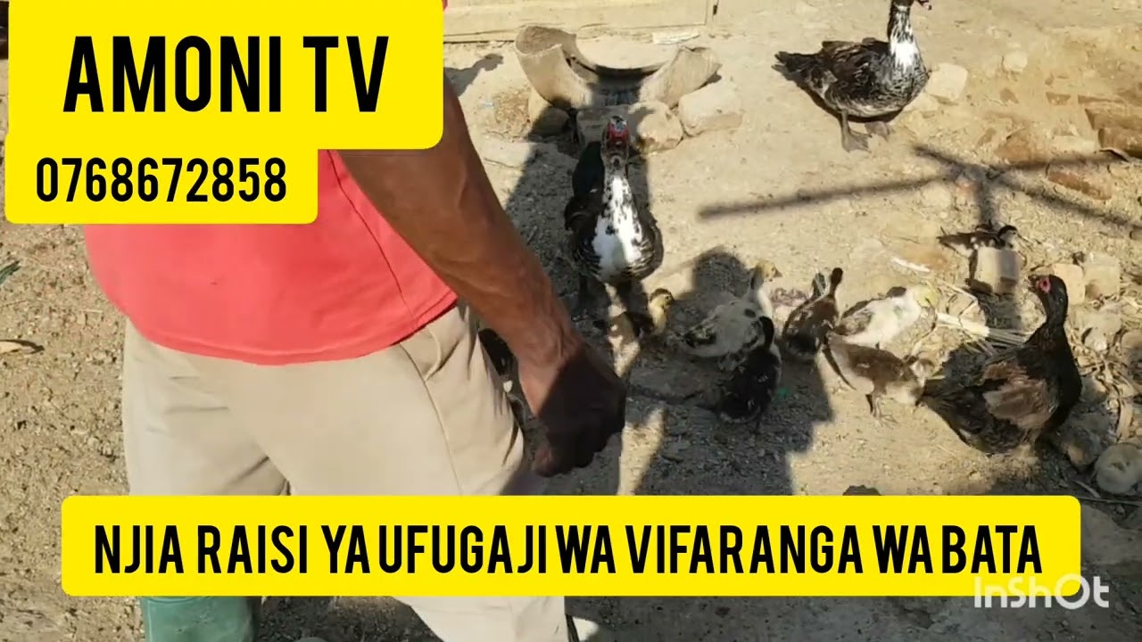 NJIA RAHISI YA UFUGAJI WA VIFARANGA VYA BATA