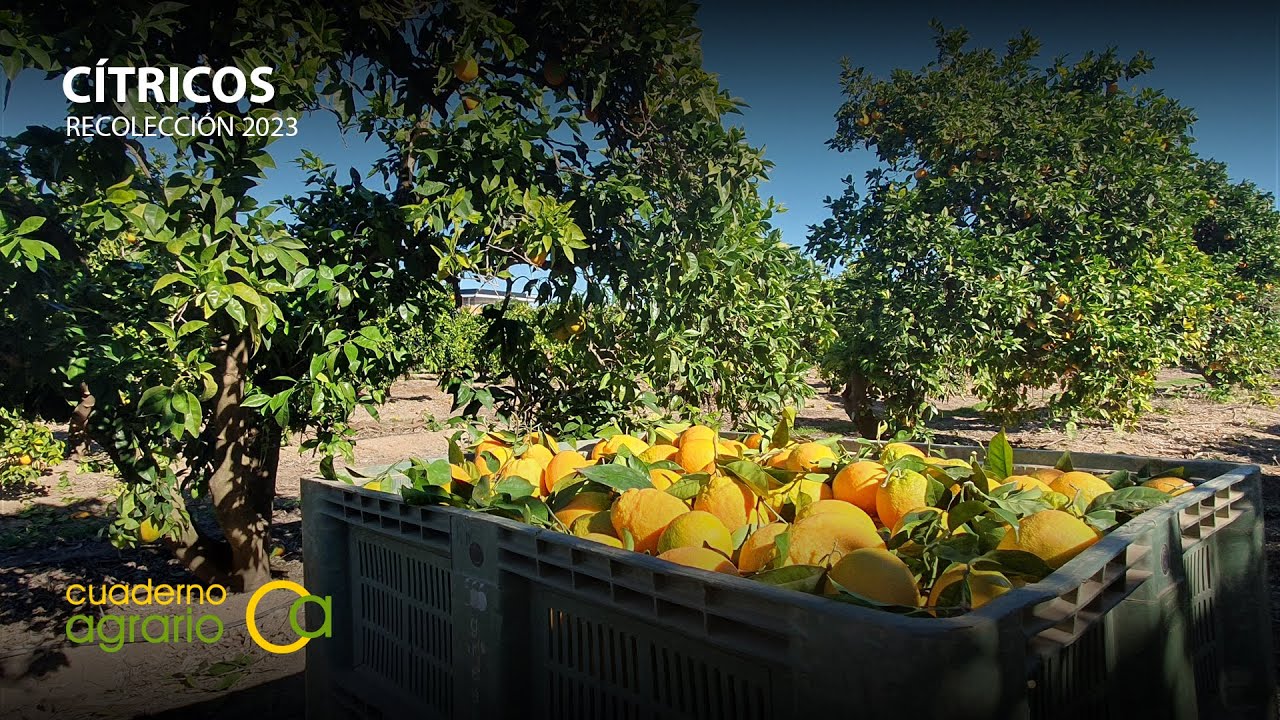 Recolección de naranja en Andalucía