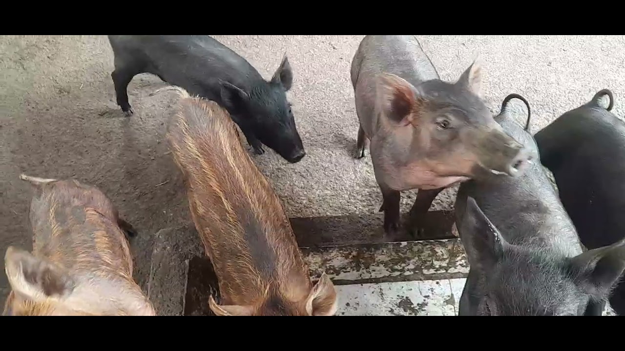 Nông dân AI heo con lai đủ rốc đẹp 