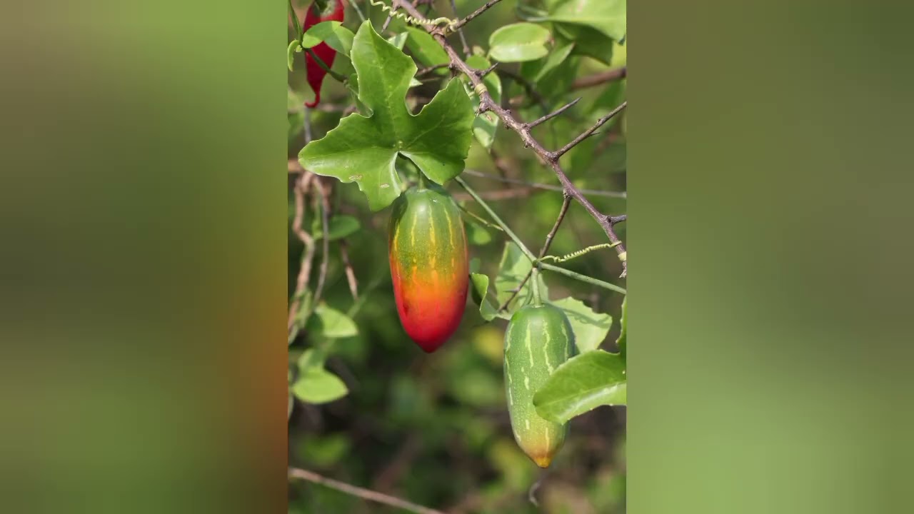 ඔබේ දැනුමට ආයුර්වේද ගුණ සහිත ශාක#ayurveda#plants#srilanka 