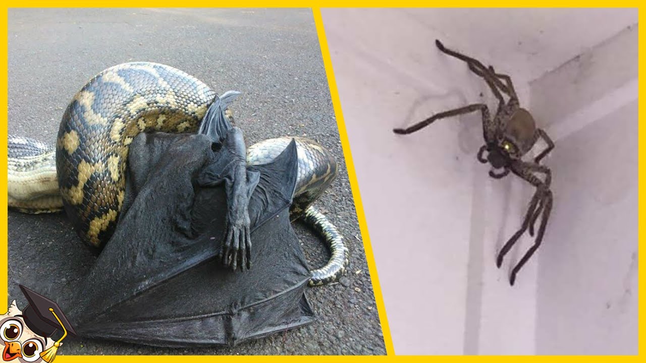 30 Gevaarlijkste Dieren In Australië