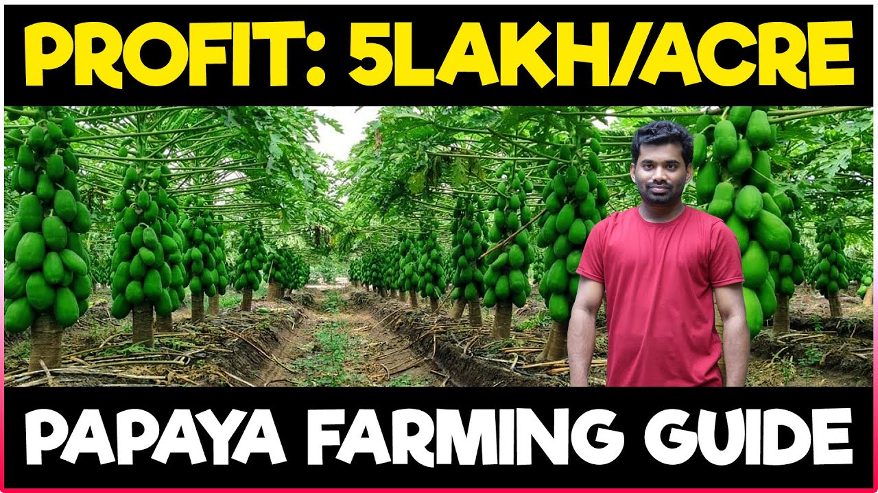 Papaya Farming / Pawpaw Cultivation | COMPLETE GUIDE | How to grow Papaya