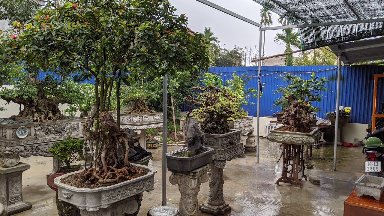 Nhũng C&acirc;y Sy Đẹp Hải  Ph&ograve;ng 0905966698