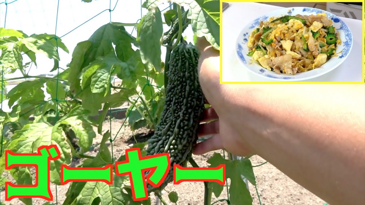 苦くて美味しい夏野菜収穫！